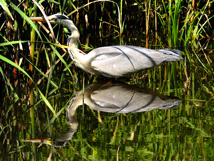 Heron and Reflection