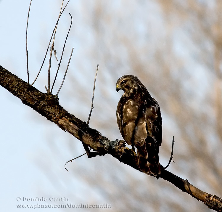 Buse  paulettes / Red-shouldered Hawk