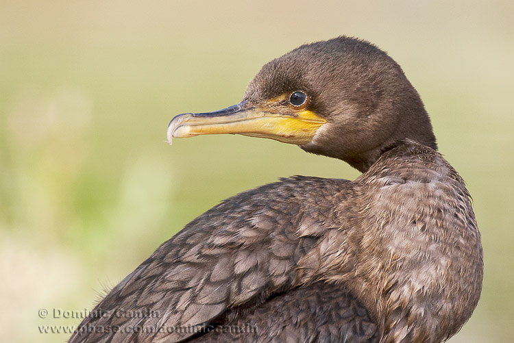 Cormoran EAigrettes / Double-crested Cormorant