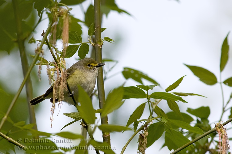 Viro aux Yeux Blancs / White-eyed Vireo