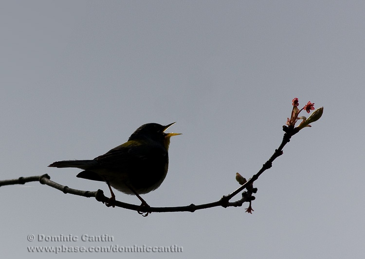 Paruline Mystre / Mystery Warbler