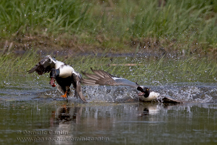 Canard Souchet / Northern Shoveler
