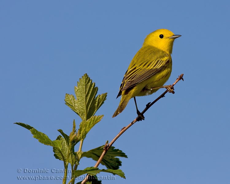 Paruline Jaune / Yellow Warbler