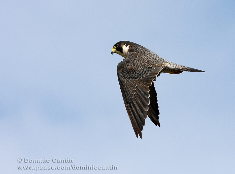 Faucon Plerin / Peregrine Falcon