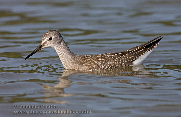 Petit Chevalier / Lesser Yellowlegs