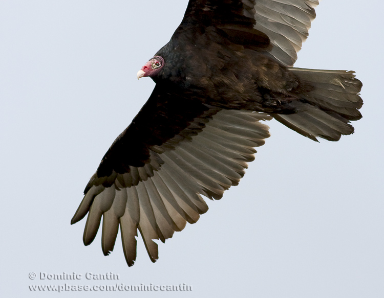 Urubu ETte Rouge / Turkey Vulture