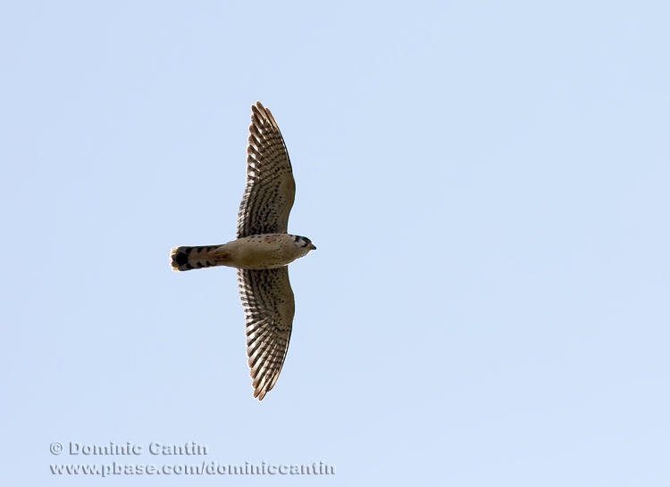 Crcerelle dAmrique / American Kestrel