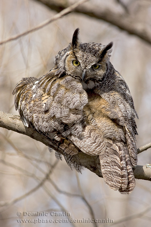 Grand-duc dAmrique / Great horned Owl