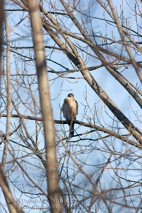 pervier de Cooper  / Coopers Hawk