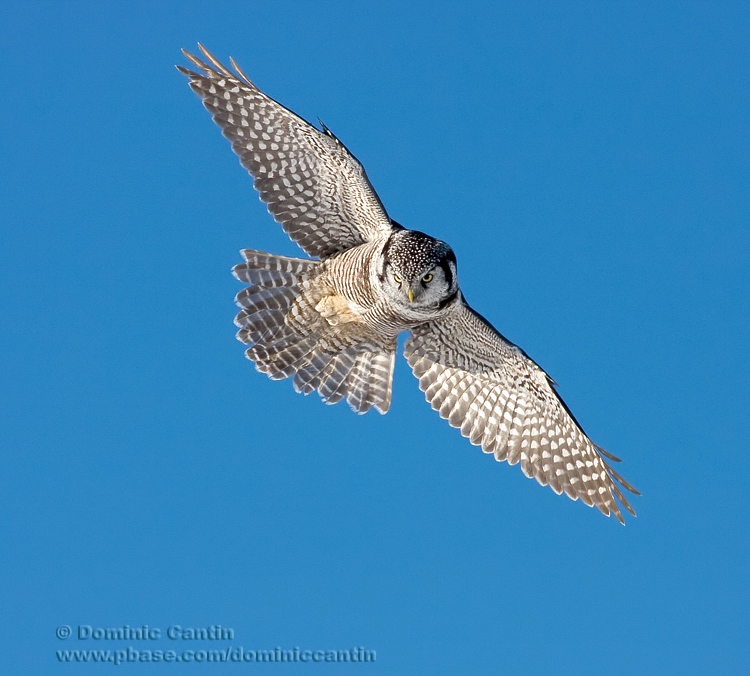 Chouette pervire / Northern Hawk Owl