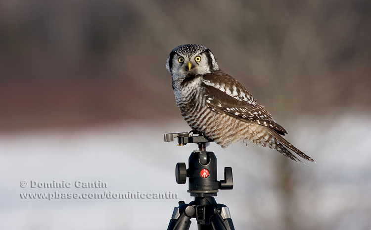 Chouette pervire / Northern Hawk Owl