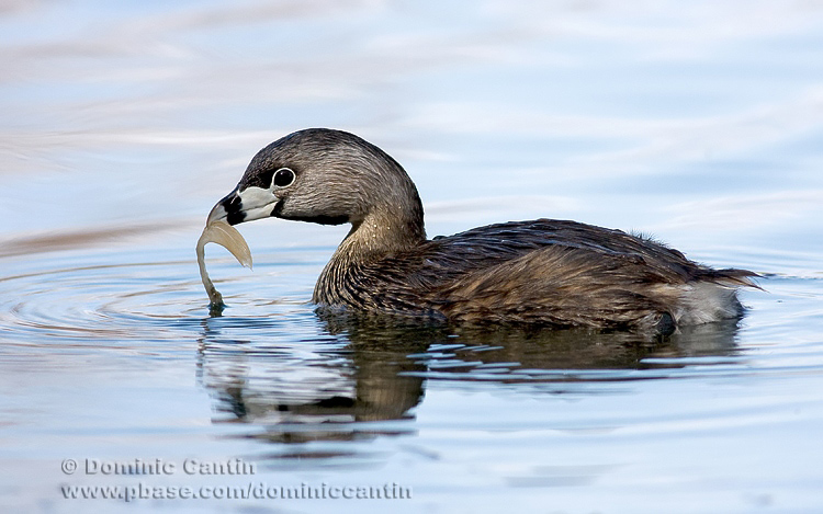Grbe  Bec Bigar/ Pied-billed Grebe