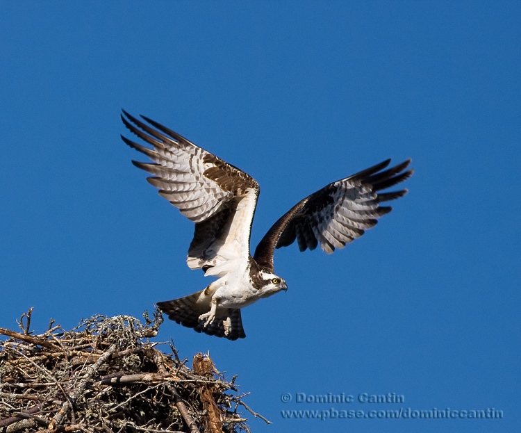 Balbuzard Pcheur / Osprey