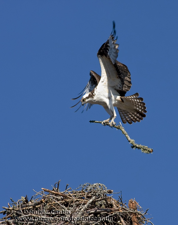 Balbuzard Pcheur / Osprey