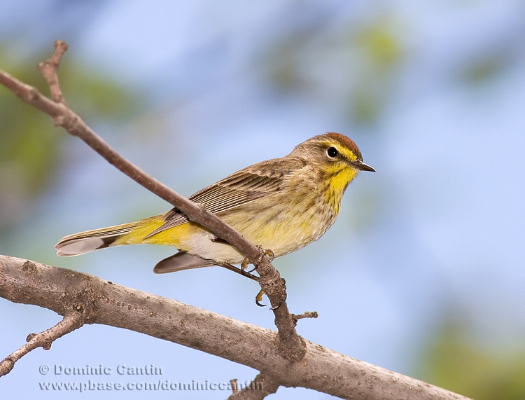 Paruline  couronne rousse / Palm Warbler