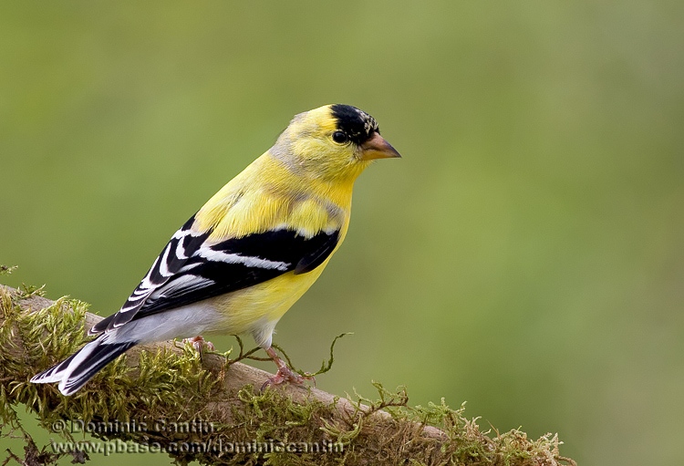 Chardonneret jaune / American Goldfinch