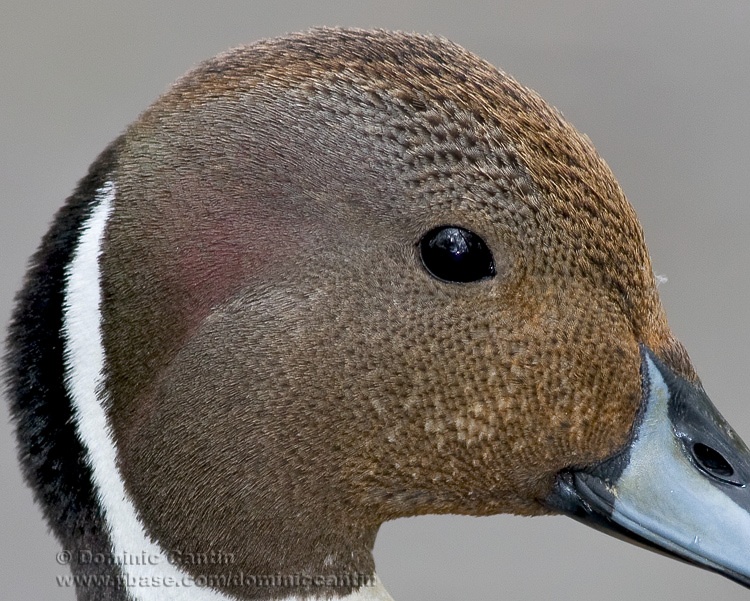 Canard Pilet / Northern Pintail