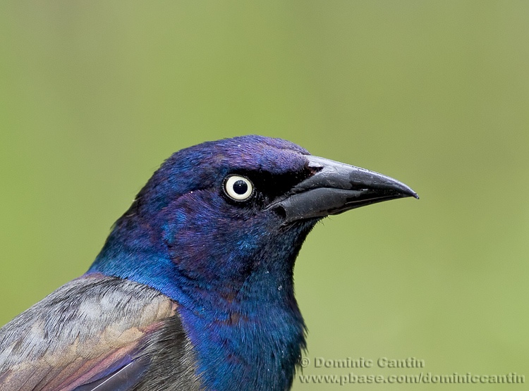 Quiscale Bronz/ Common Grackle