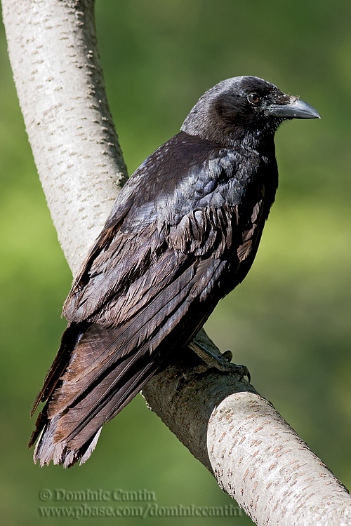Corneille dAmrique / American Crow