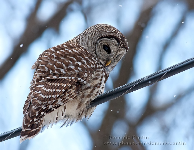 Chouette Raye / Barred Owl