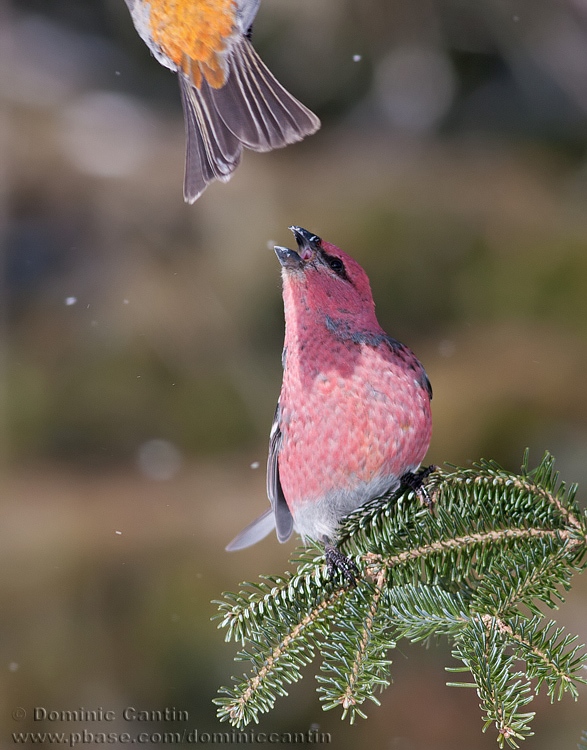 Durbec des Sapins (m) / Pine Grosbeack (m)