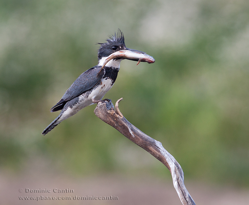 Martin-pcheur dAmrique  /  Belted Kingfisher  