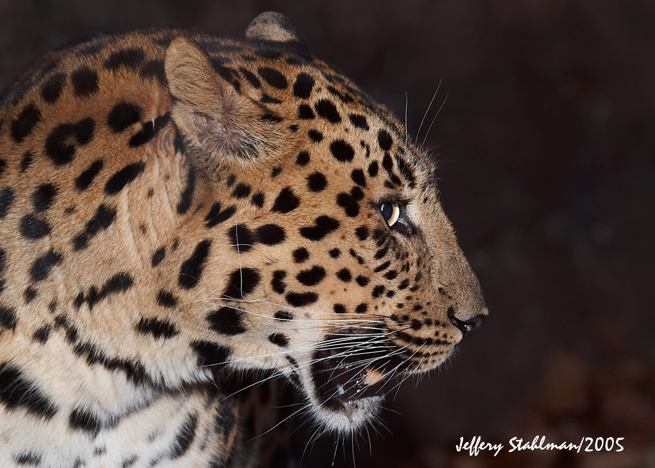 Profiles In Leopard