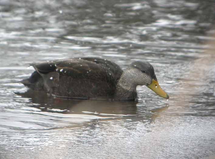 American Black Duck