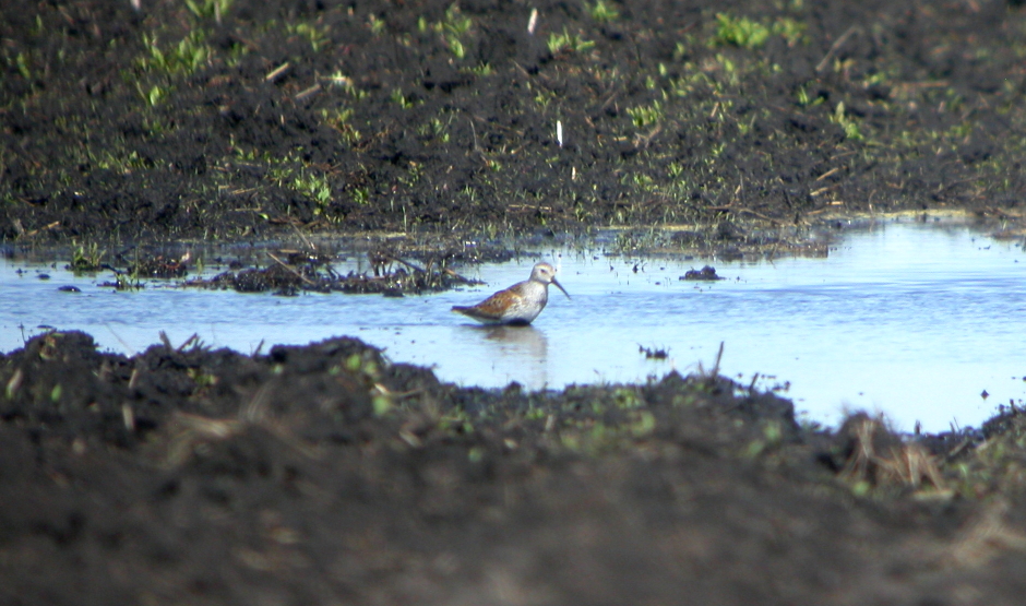 Dunlin