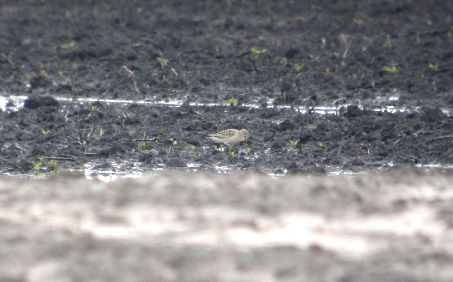 Buff-breasted Sandpiper - WI (spring)