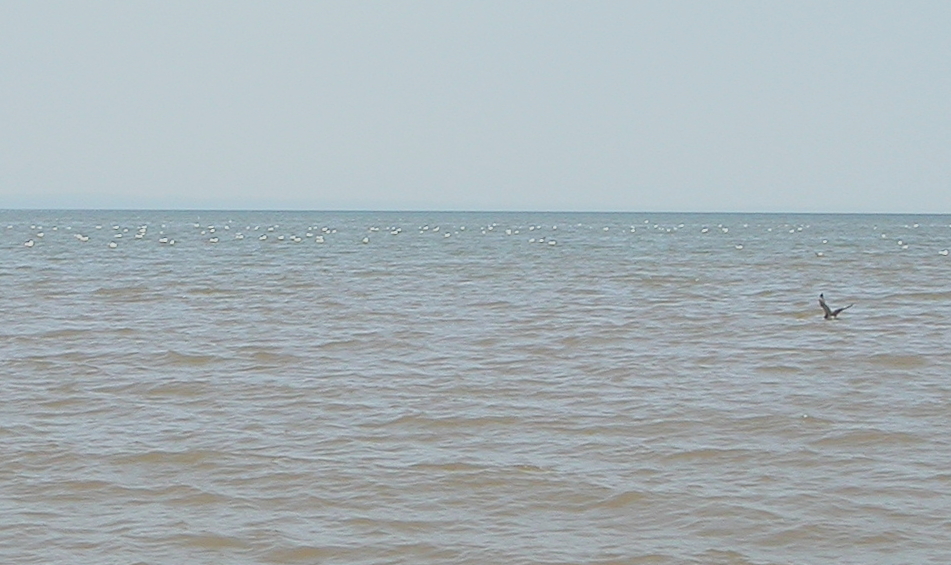 Parasitic Jaeger
