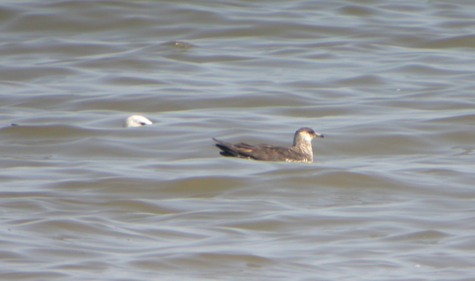 Parasitic Jaeger
