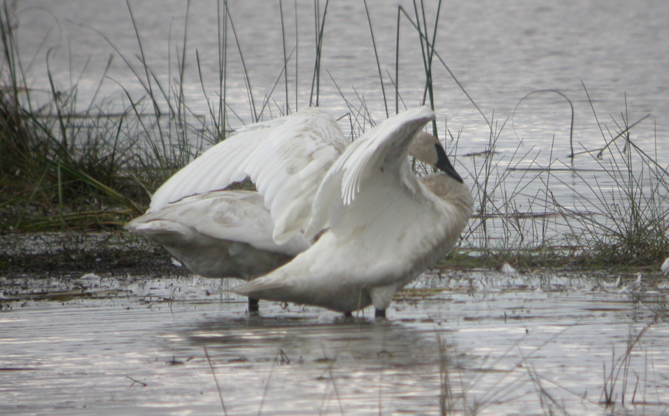 Trumpeter Swans