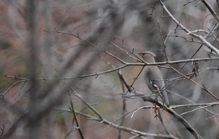 Bohemian Waxwing