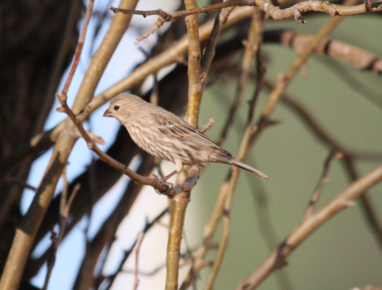 House Finch