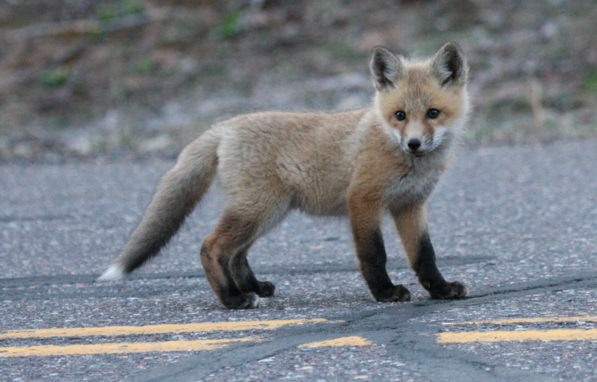 Red Fox