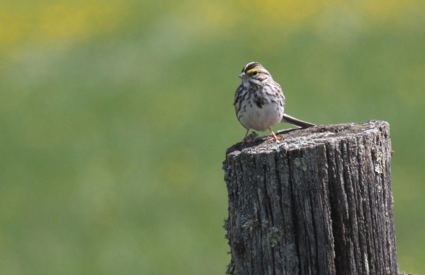 Savannah Sparrow