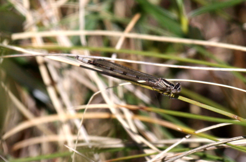 Damsel