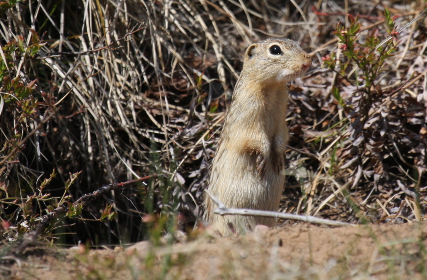 Thirteen-lined Ground Squirrel