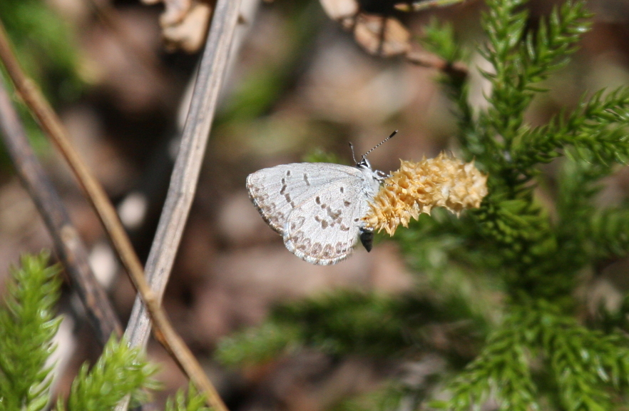 Spring Spring Azure