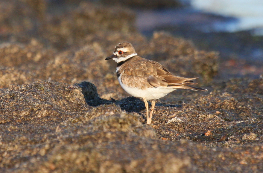 Killdeer