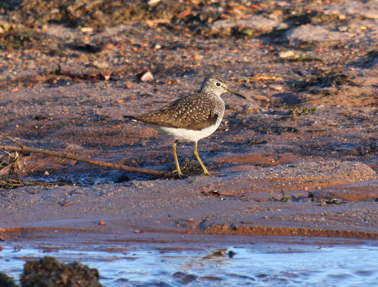 Solitary Sandpiper