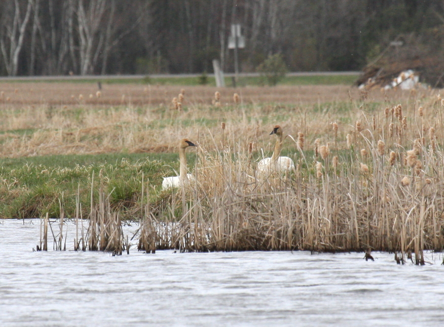 Trumpeter Swan