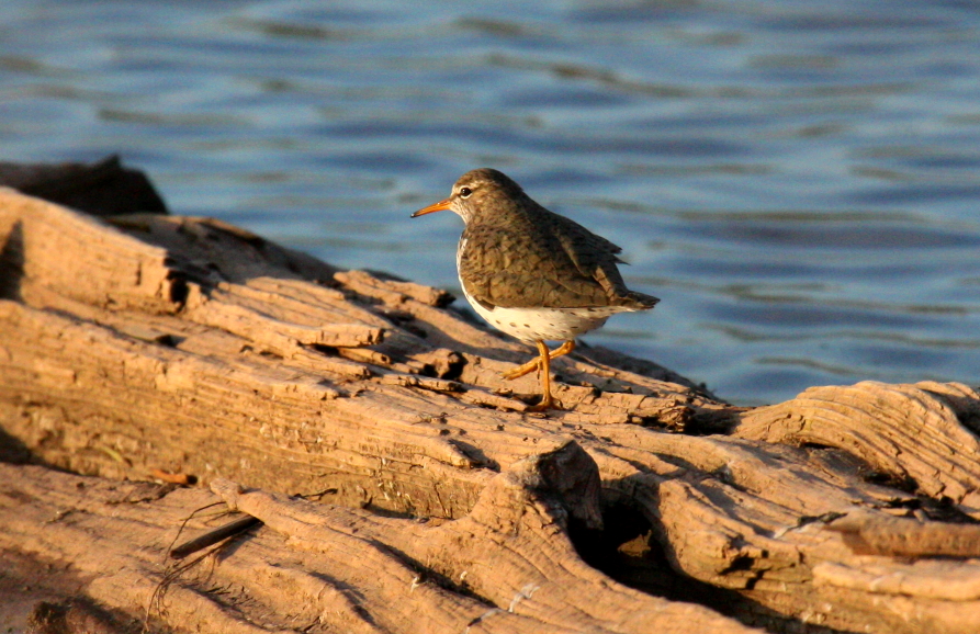 Spotted Sandpiper