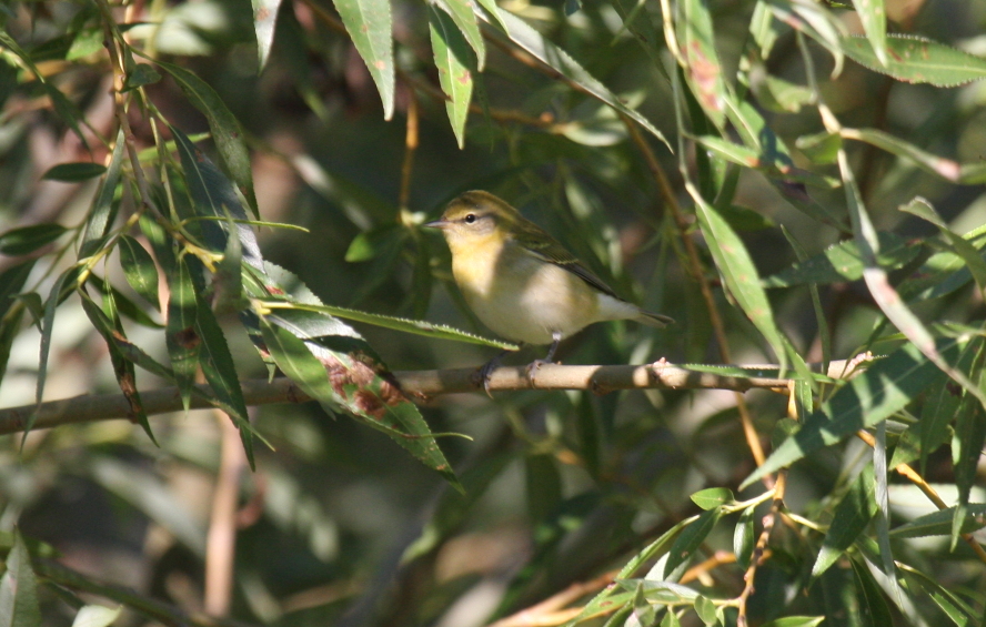 Tennessee Warbler