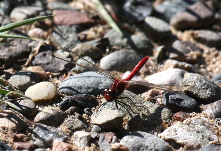Cherry-faced Meadowhawk