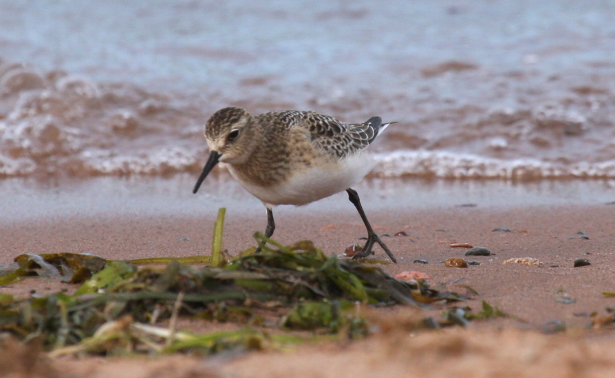 Bairds Sandpiper