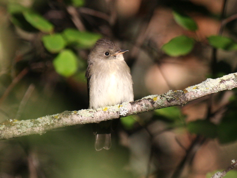 Eastern Wood-Pewee