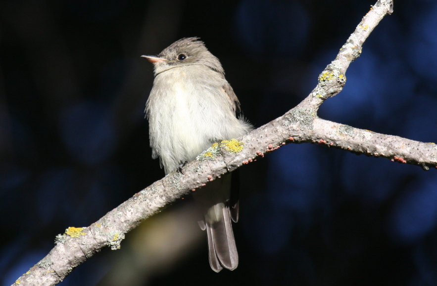 Eastern Wood-Pewee