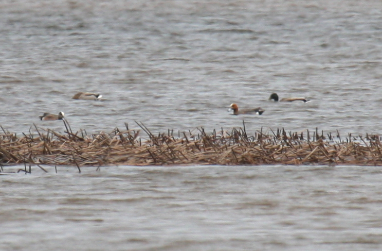 Eurasian Wigeon